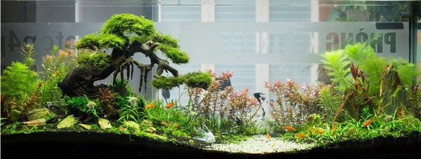Cách trồng cây thủy sinh